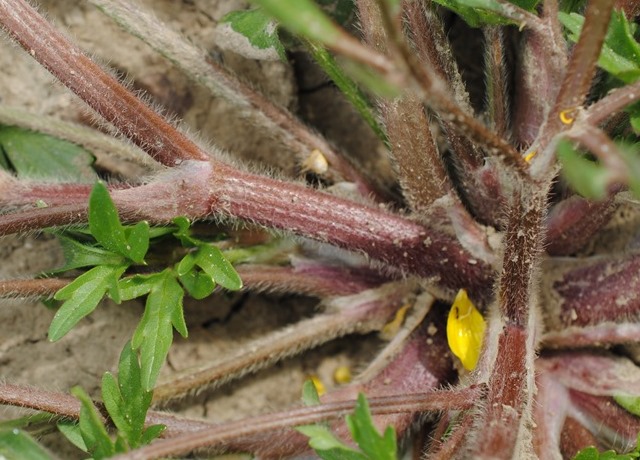 Ranunculus sardous / Ranuncolo sardo